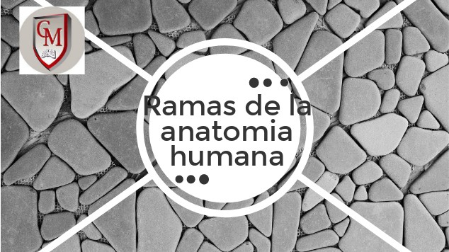 Ramas De La Anatomia Humana At Emaze Presentation