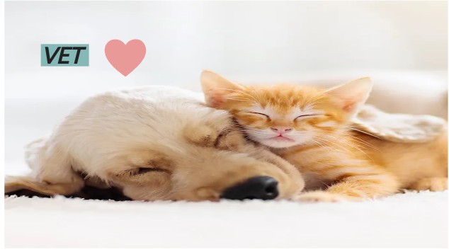 Vet At Emaze Presentation