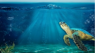 Las tortugas at emaze Presentation