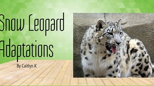 Snow Leopard Adaptations at emaze Presentation