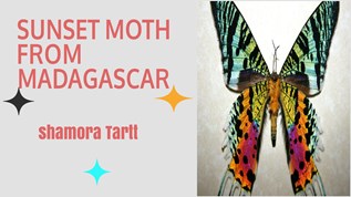 Sunset Moth at emaze Presentation