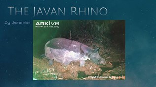 The Javan Rhino at emaze Presentation