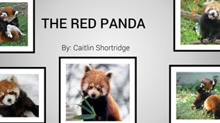 Red Panda at emaze Presentation