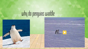why do penguins waddle at emaze Presentation