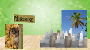 The Polynesian Rat at emaze Presentation