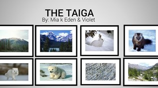 Taiga at emaze Presentation