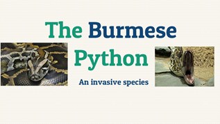 The Burmese Python at emaze Presentation