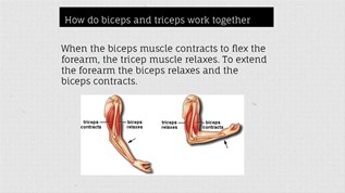 How do biceps and at emaze Presentation