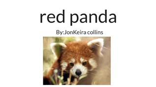 red panda at emaze Presentation