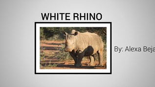 White rhino by: Alexa at emaze Presentation