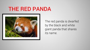 The red panda at emaze Presentation