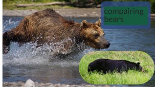 compairing bears at emaze Presentation