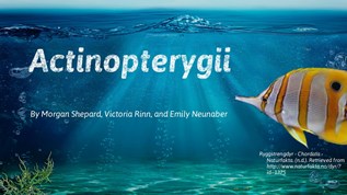 Actinopterygii at emaze Presentation