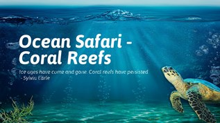 Ocean Safari - Coral Reefs at emaze Presentation