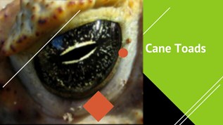 Cane Toads at emaze Presentation