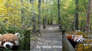 All About Red Panda at emaze Presentation