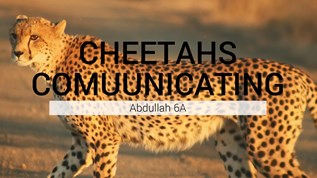 How do adult Cheetahs communicate? at emaze Presentation