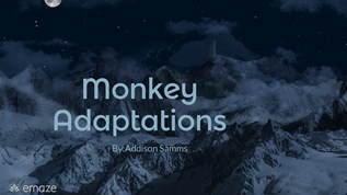 monkeys adaptations at emaze Presentation
