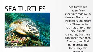 Sea turtles at emaze Presentation