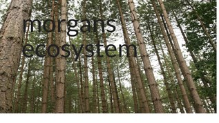 morgans ecosystem at emaze Presentation