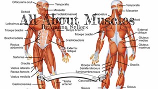 All About Muscles at emaze Presentation