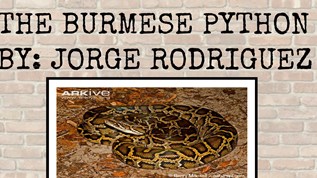 pythonBurmese(Python at emaze Presentation